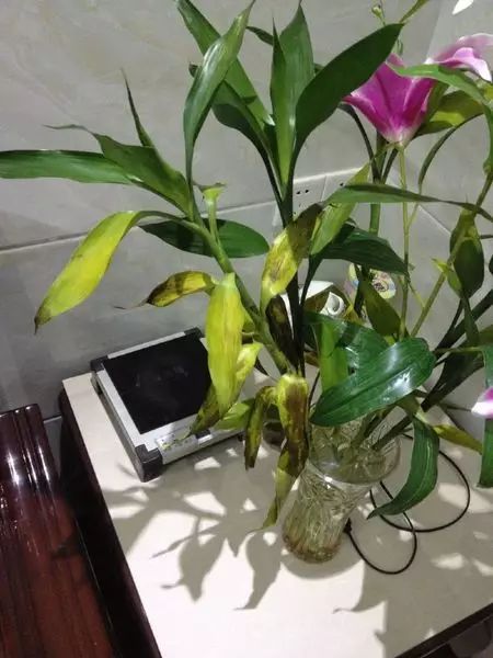 水培富贵竹根每月修剪一次