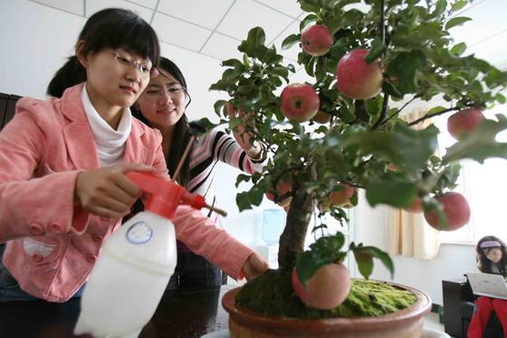 果树盆景的种植前景