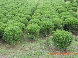 探秘50年树龄小叶黄杨的价值之谜