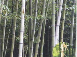 光照调控法：竹林中的油茶树