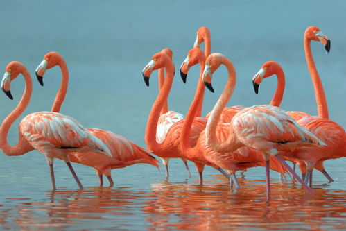 火烈鸟羽毛的秘密：它为什么这么鲜艳呢？