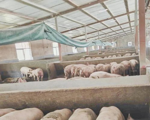 针对病原，精准选择养猪场消毒剂