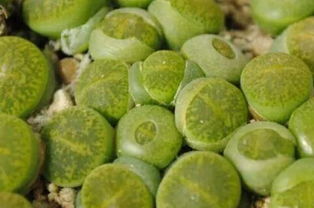 黄玉兰种子泡发时间