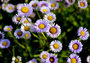 寻找省水又耐堪的多年生草本花卉， 解决5-6月花园空窗问题