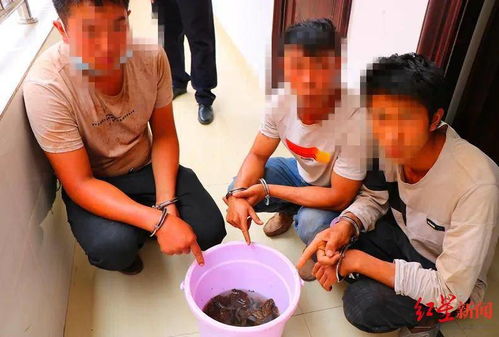 松香制毒卤肉事件：三男子涉嫌制毒被刑拘