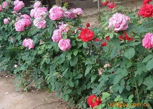 不同土壤条件的灌溉，你了解吗？