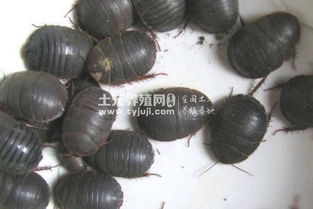 土元留种需注意选择健康个体，避免近亲繁殖