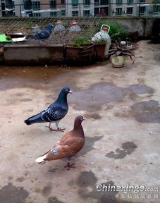 鸽子养殖与蔬菜种植的奇妙结合