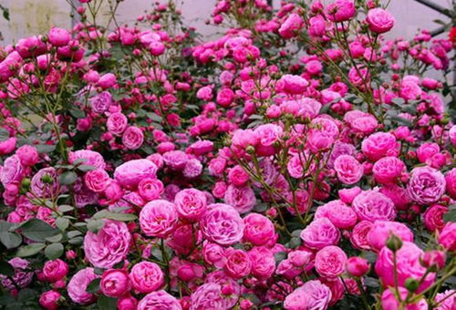 5、艾拉绒球月季