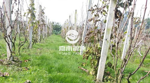 鼠茅草：绿肥新宠， 果园种植受欢迎