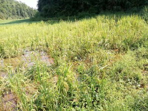 黄金操作四部曲