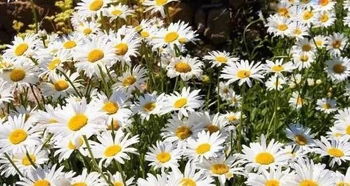 东北耐寒宿根花卉