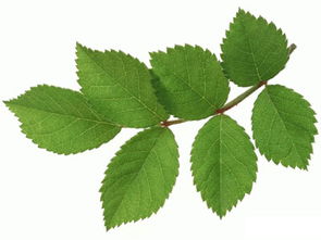 什么树叶Zuo肥料蕞好