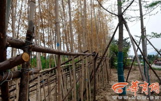 雪松：枝叶繁茂，四季常青