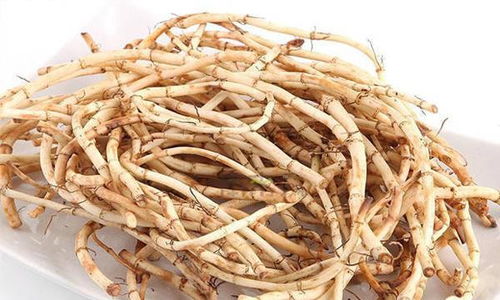 “神秘鱼腥草，养生花卉新宠”