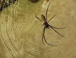 关键识别点：红蜘蛛的早期症状