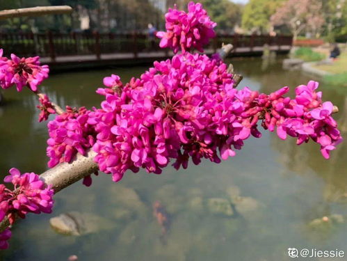 本土与入侵， 选择种植的凌霄