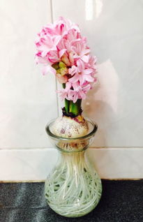 风信子养殖时如何避免叶片发黄，并确保花朵绽放饱满