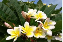 第二步：制作鸡蛋花茶