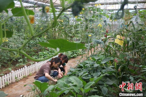 五、露天种植，享受田园生活