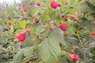 树莓种植方法全过程包括哪些步骤和技巧？