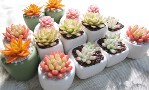 第三步：光照和温度， 让小苗晒晒太阳，暖暖身子