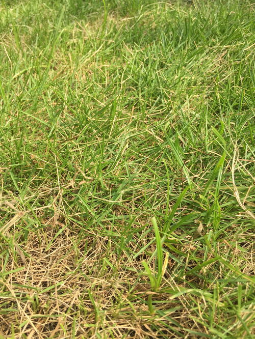 南方庭院如何实战种植？