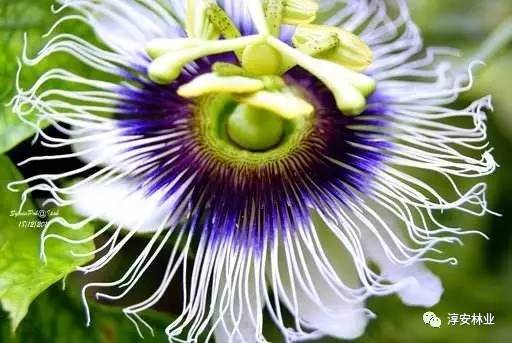 耐寒花魁：球桂