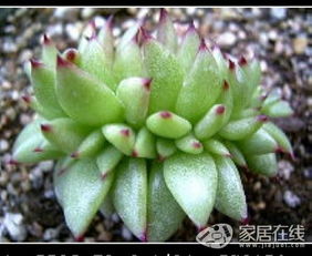 多肉植物， 家居装饰的绿色焦点