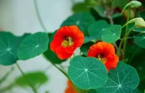 旱金莲的爬藤问题