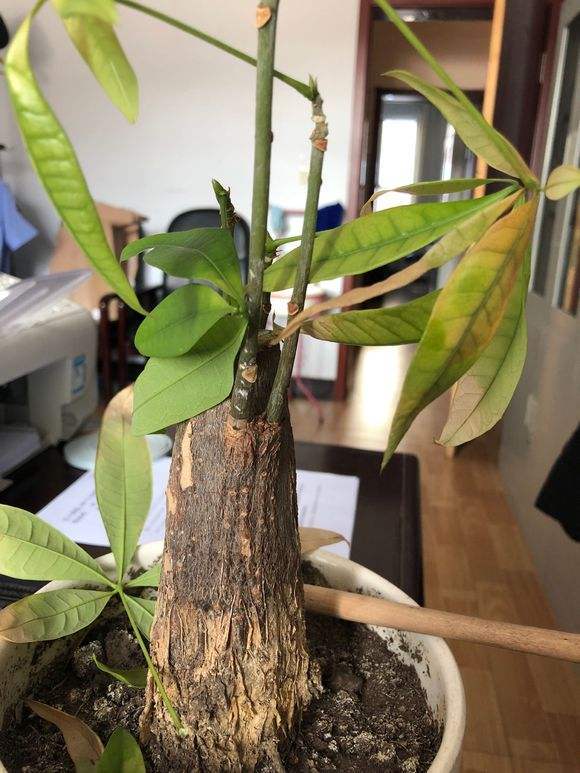 花根烂了如何快速挽救