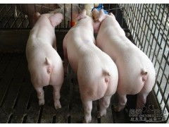 湖北省大型养猪企业名单中，哪家养猪场规模最大？