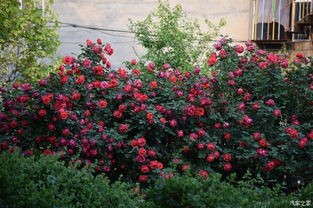 月季网带你走进美丽园林