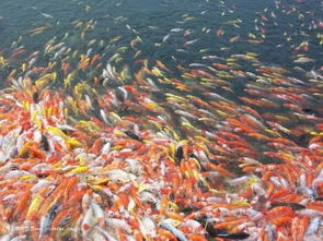 淡水鱼塘分开养鱼时使用哪种网具最合适？网箱养殖是否可行？