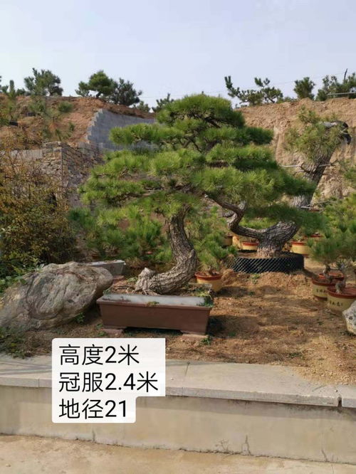 油松网格式栽植，如何实现整齐美观