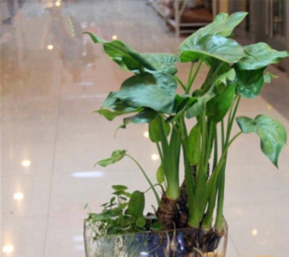 水培竹芋， 美得像孔雀开屏