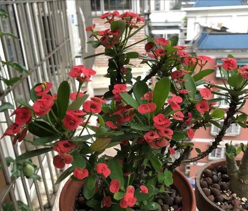 这些小虫子，到底是啥玩意儿？