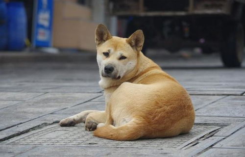 中华田园犬体型小，易受惊吓