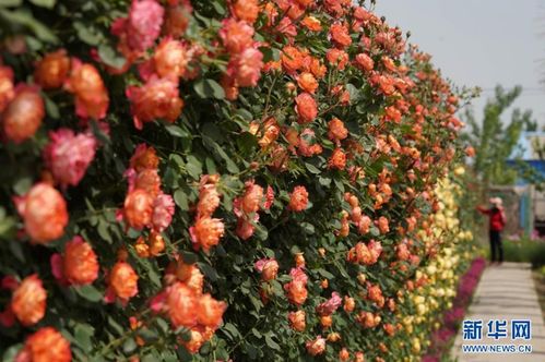 月季之梦， 乡村振兴之路