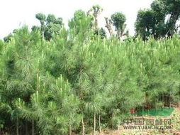 哎呀，5公分和50公分雪松差价揭秘，快来听听我怎么说