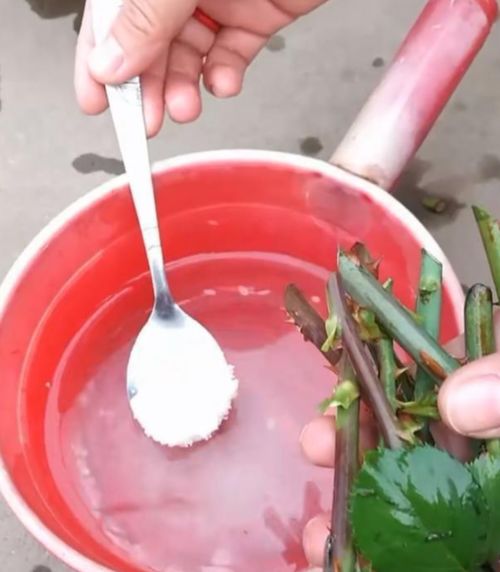 用水生根培植桑叶牡丹是一种利用植物水生根繁殖的方法