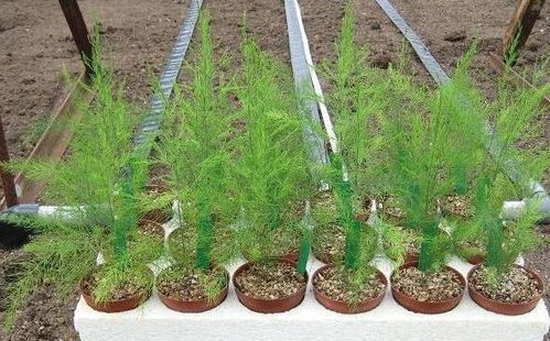 种植技巧，让你远离干枯之苦