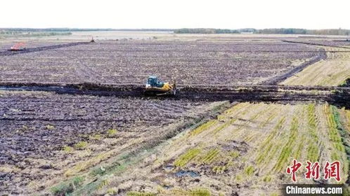种植这些作物， 冻不死还赚钱