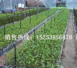 北方种植， 选对草种彳艮重要