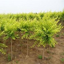 造型金叶榆的价格揭秘