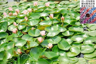 白色睡莲的品种介绍