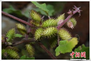 山东潍坊那帮聪明人去年搞了个黑科技