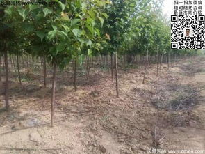 数字游戏还是真心话？