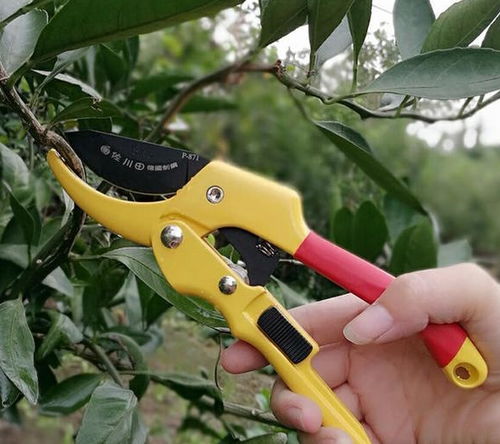 月季整形修剪，你真的懂了吗？