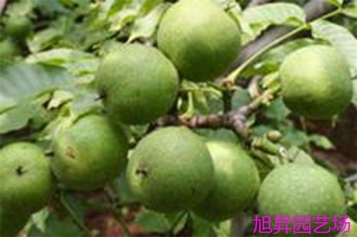 核桃叶面施肥，如何科学施用